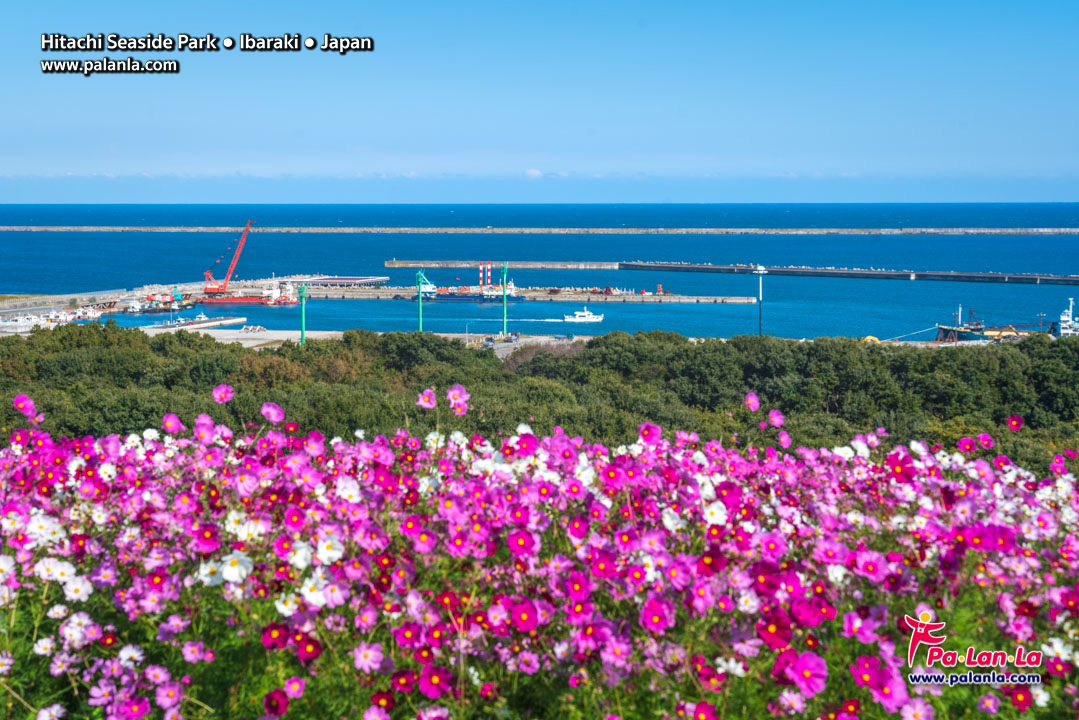 Hitachi Seaside Park